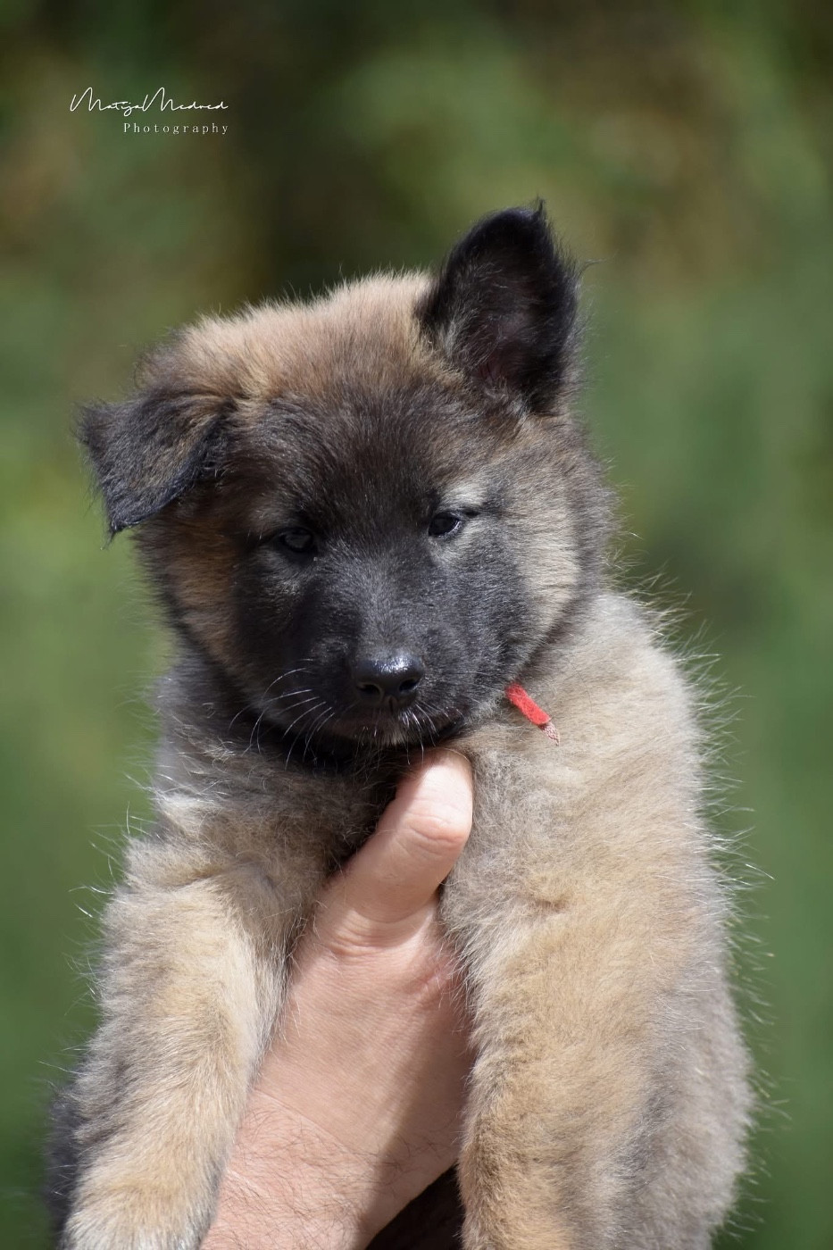 Astra Meum - Chiots disponibles - Berger Belge
