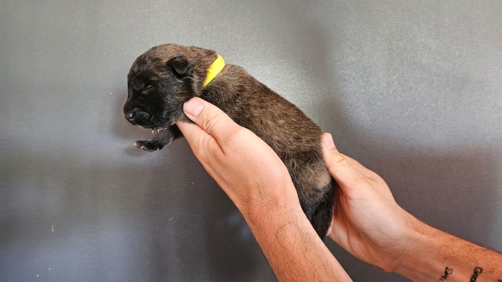 Astra Meum - Chiots disponibles - Berger Belge