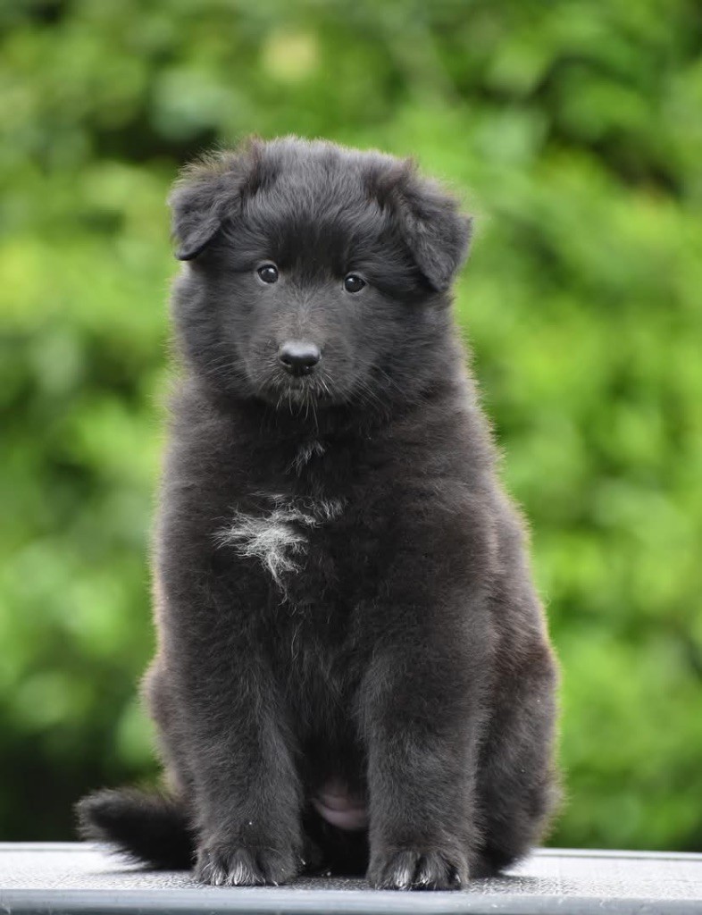 Astra Meum - Chiots disponibles - Berger Belge