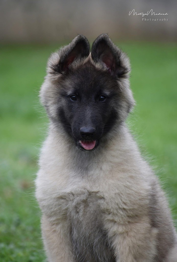 Astra Meum - Chiots disponibles - Berger Belge