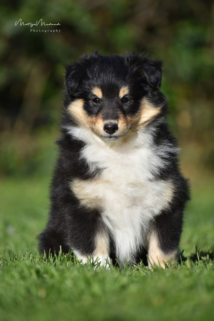 Astra Meum - Chiots disponibles - Shetland Sheepdog