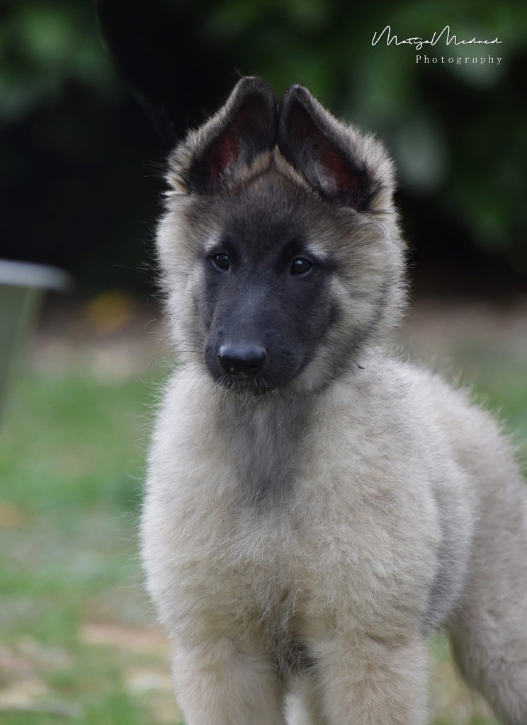 Astra Meum - Chiots disponibles - Berger Belge