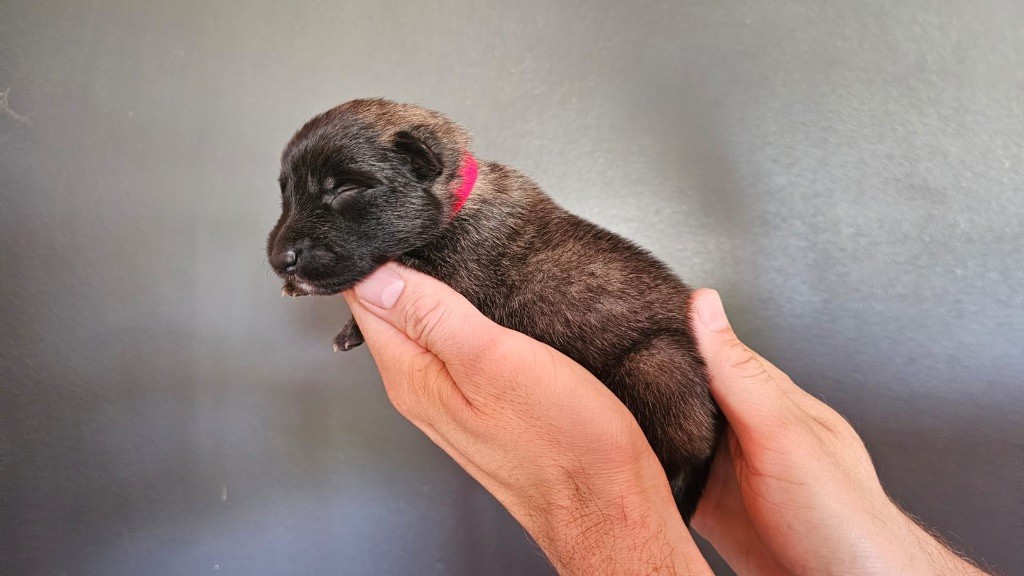 Astra Meum - Chiots disponibles - Berger Belge