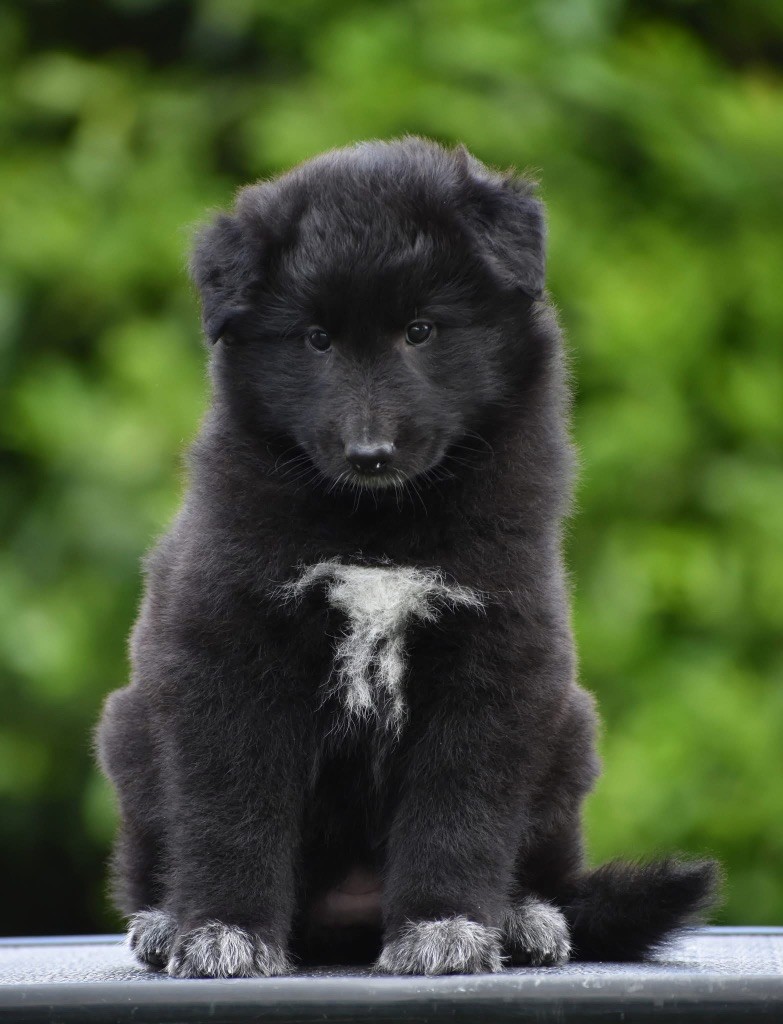 Astra Meum - Chiots disponibles - Berger Belge