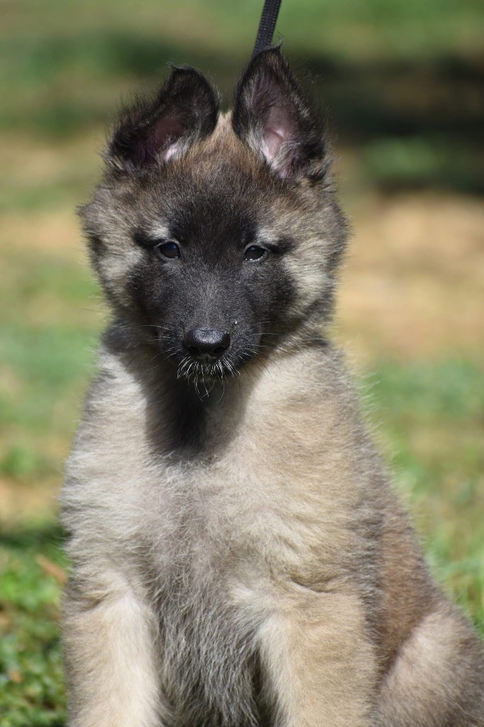 Astra Meum - Chiots disponibles - Berger Belge