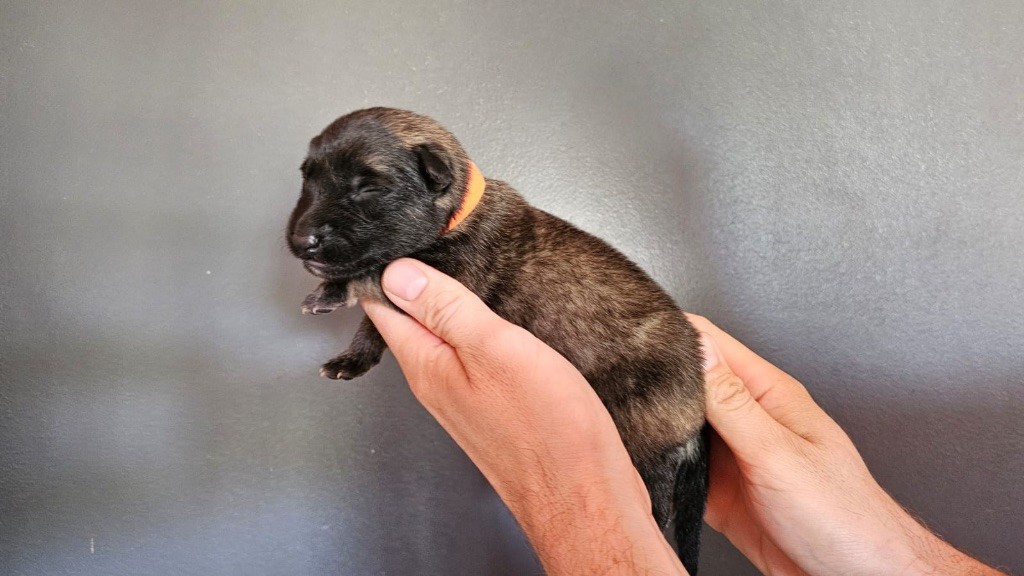 Astra Meum - Chiots disponibles - Berger Belge