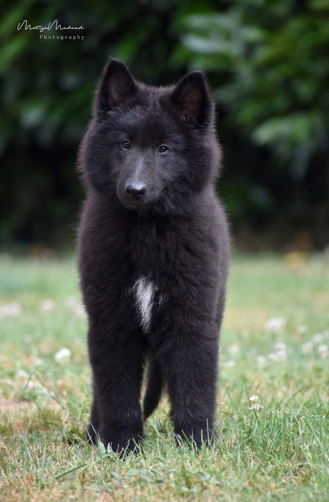 Astra Meum - Chiots disponibles - Berger Belge