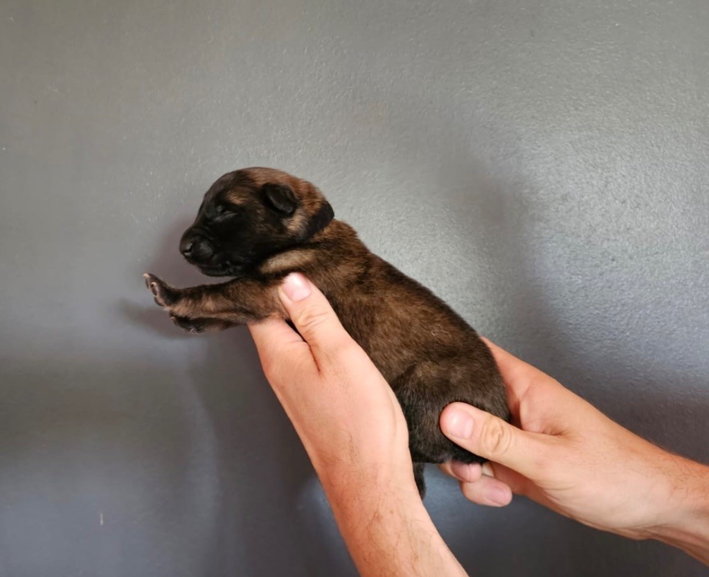 Astra Meum - Chiots disponibles - Berger Belge