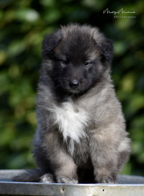 BAILEY
