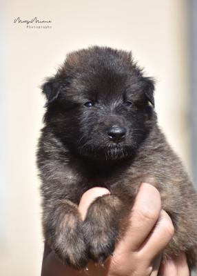 CHIOT 1