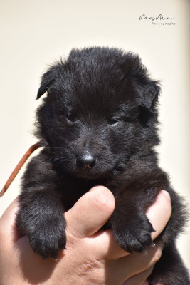 CHIOT 2