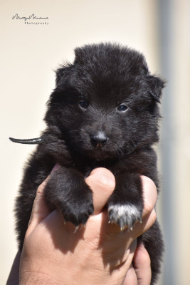 CHIOT 3