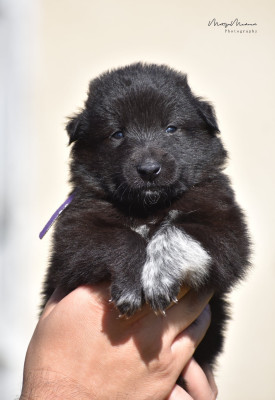 CHIOT 8