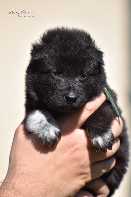 CHIOT 7