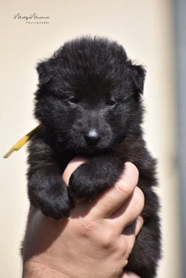 CHIOT 5