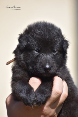 CHIOT 6
