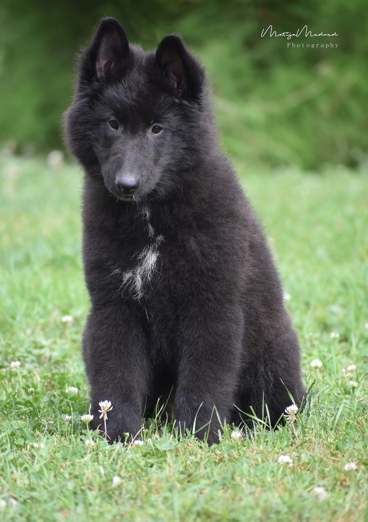 Astra Meum - Chiots disponibles - Berger Belge
