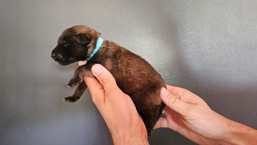 Astra Meum - Chiots disponibles - Berger Belge
