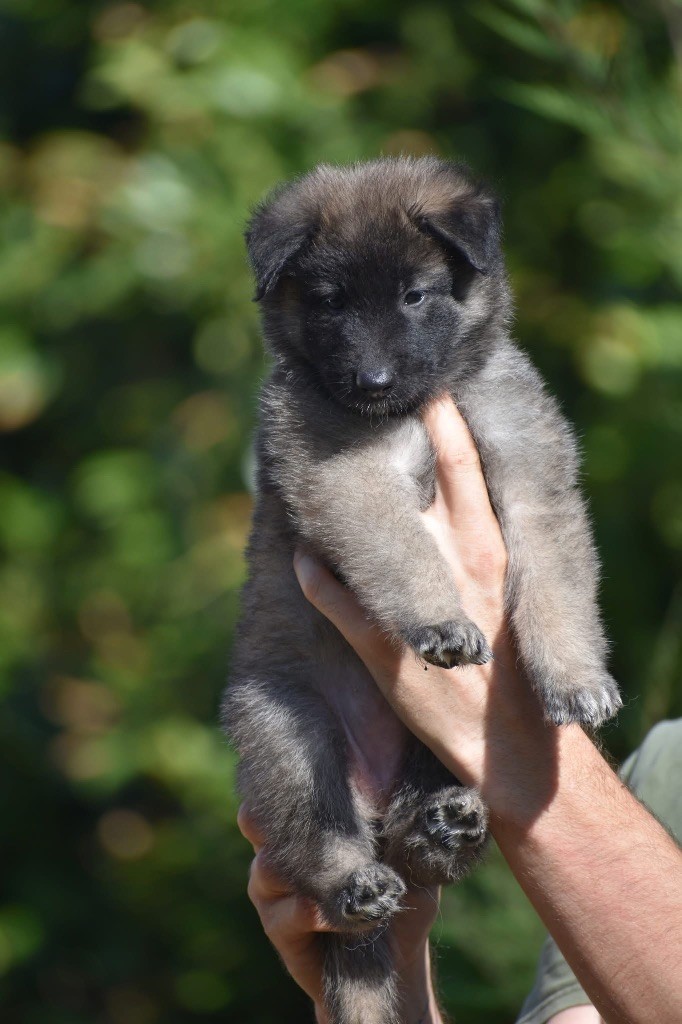 Astra Meum - Chiots disponibles - Berger Belge