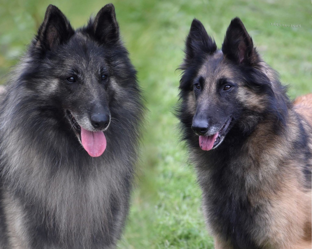 Chiot Berger Belge Astra Meum