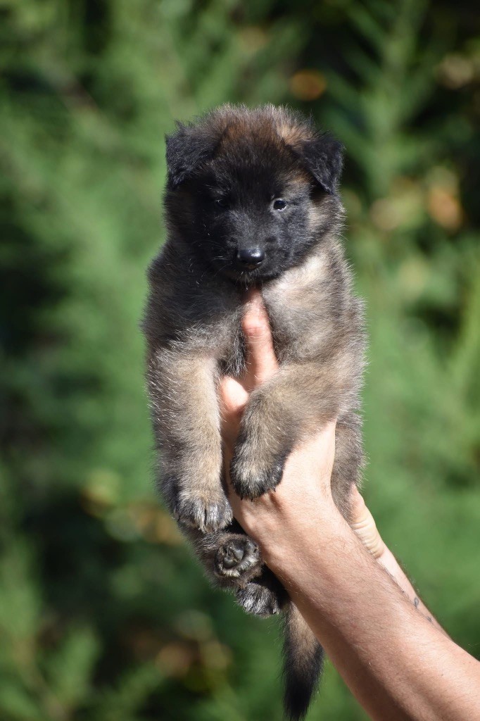 Astra Meum - Chiots disponibles - Berger Belge